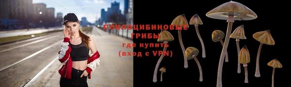 стаф Баксан